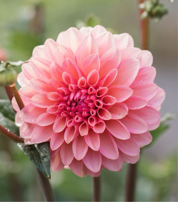 Dahlia 'Doris Duke'