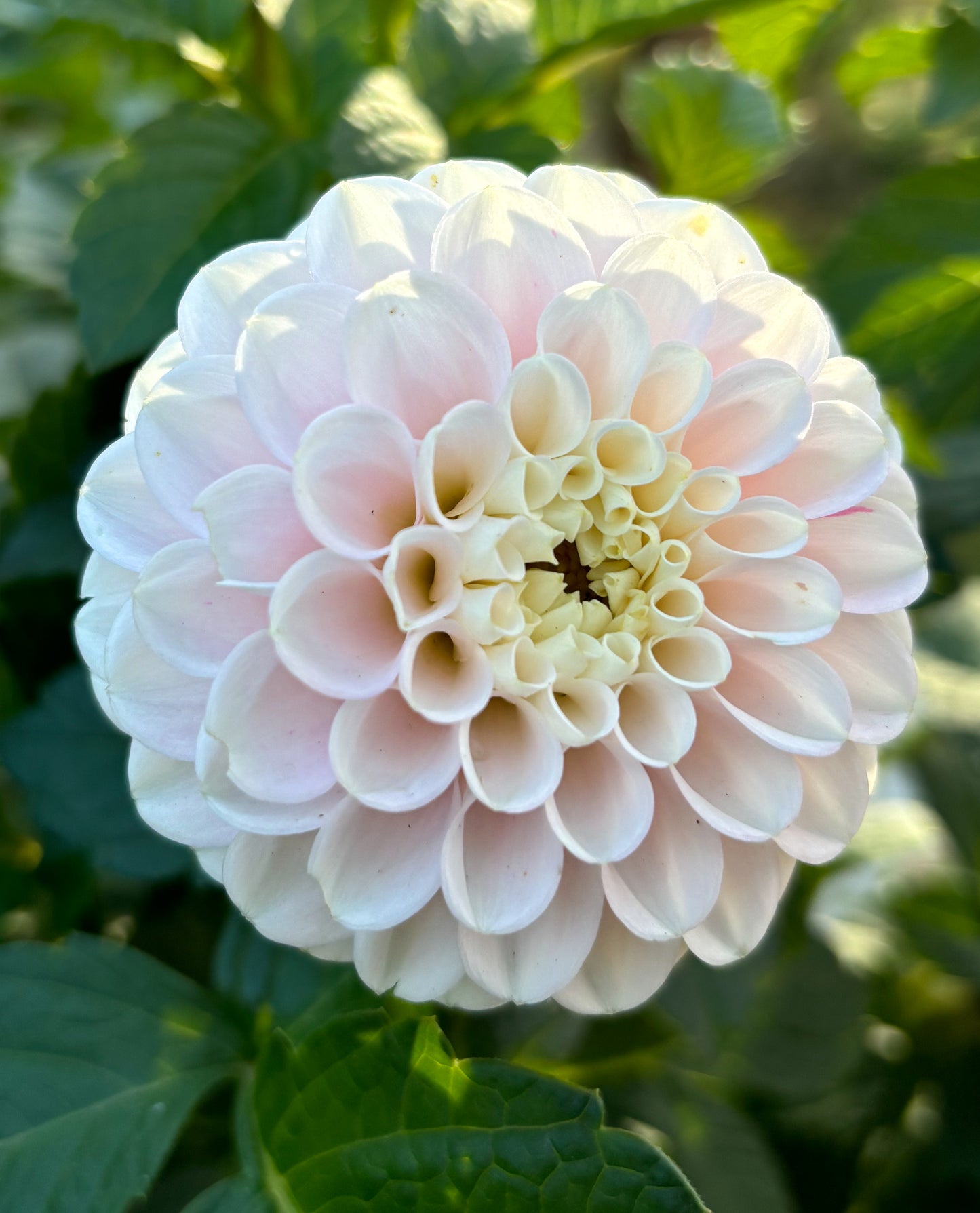 Dahlia 'White Wizzard' *See Note