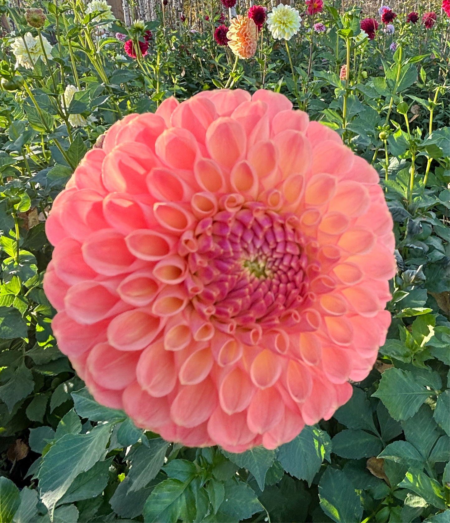 Dahlia 'Jowey Nicky'