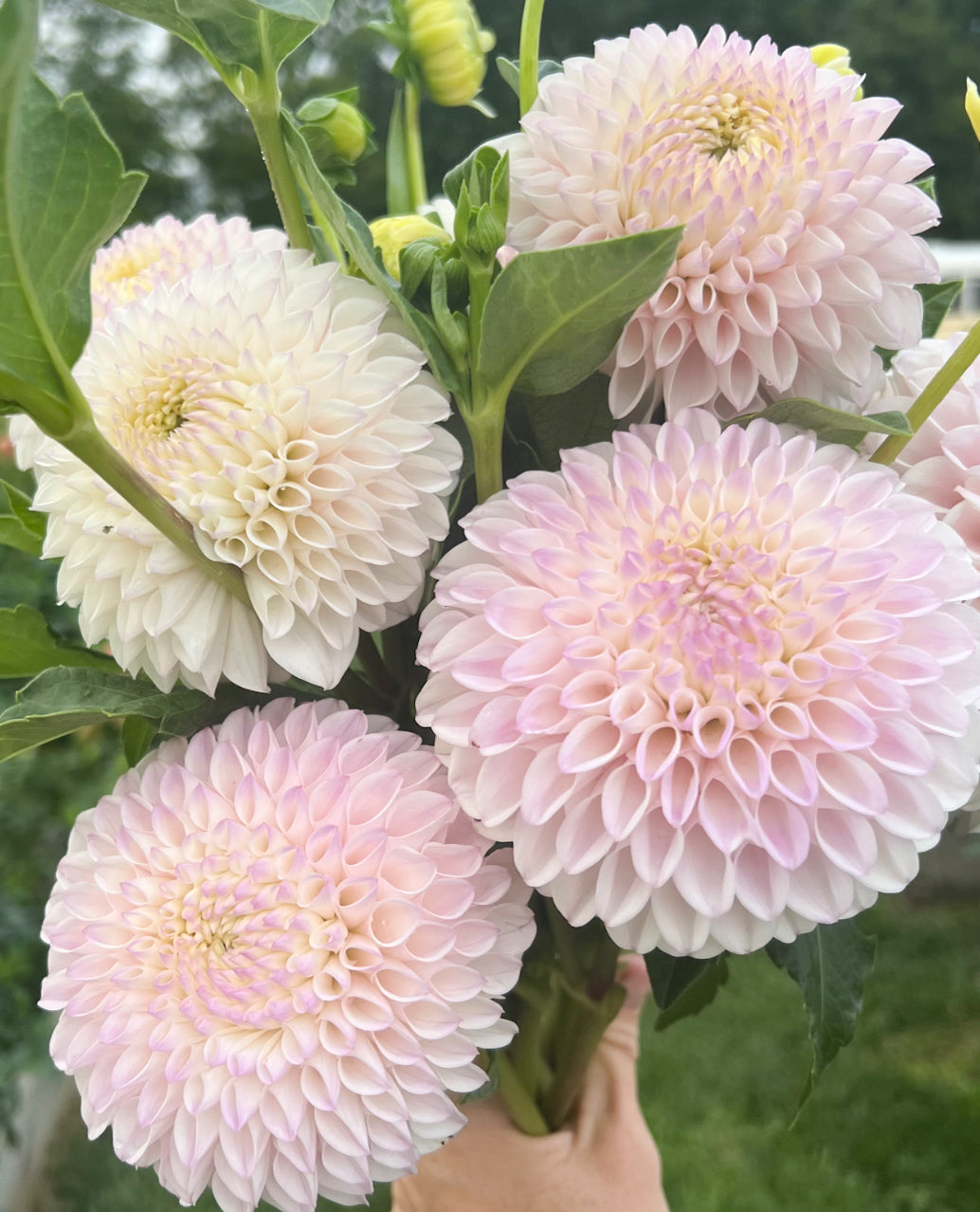 Dahlia 'Pink Pearl'