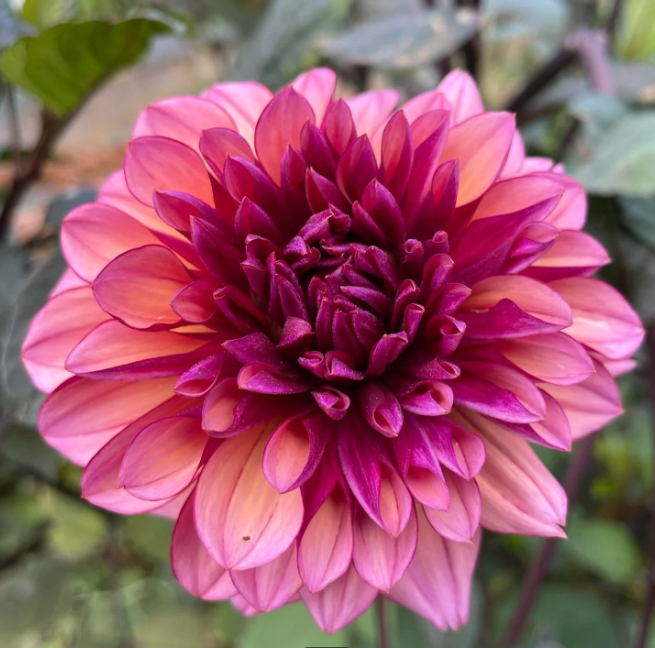Dahlia 'Miss Molly', Growing with a lot of shade. In this s…