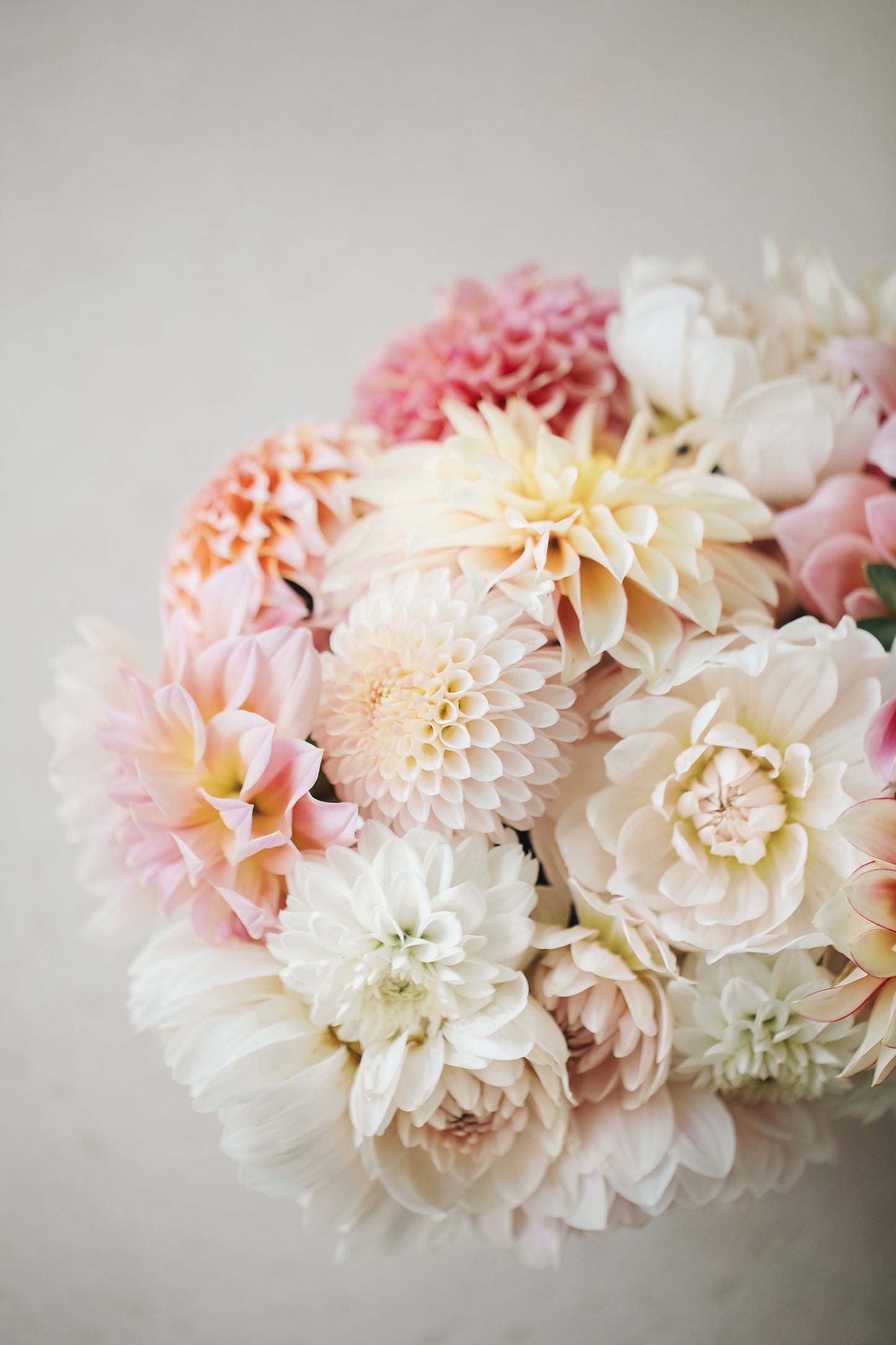 Dahlia Mystery 5 Pack