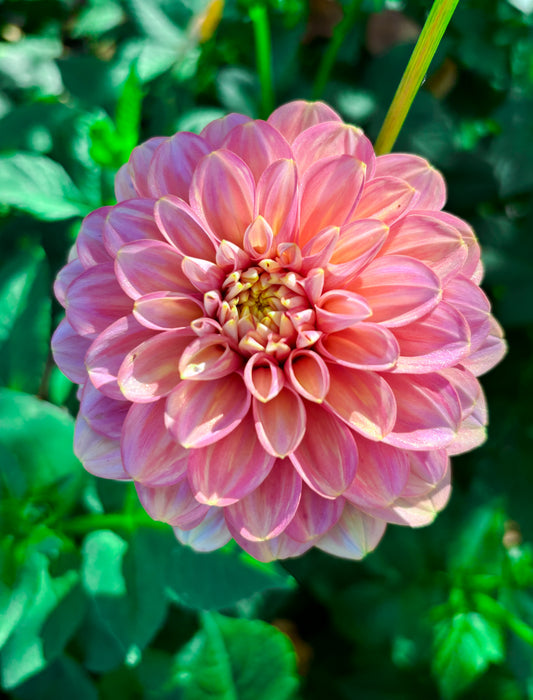 Dahlia 'Milena Fleur'