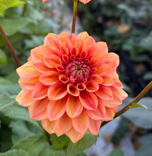 Dahlia 'Ice Tea'