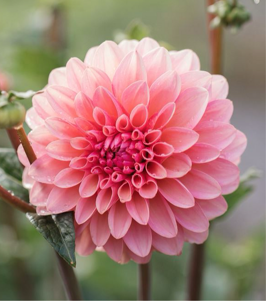 Dahlia 'Doris Duke'