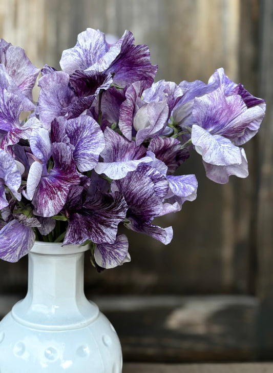 Sweet Pea 'Earl Grey'