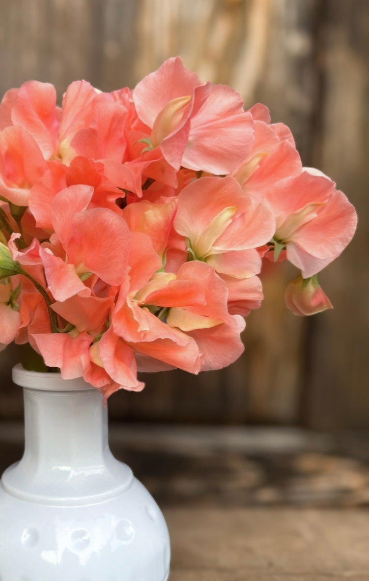 Sweet Pea 'Apricot Queen'