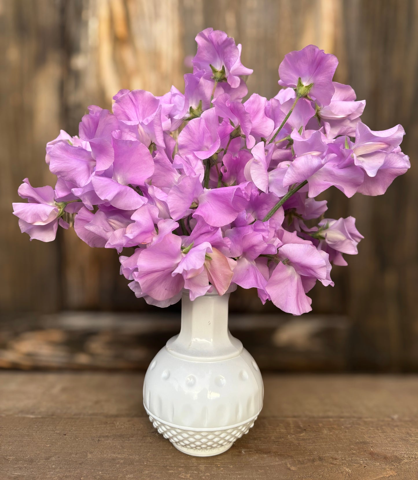 Sweet Pea 'Karen Louise'