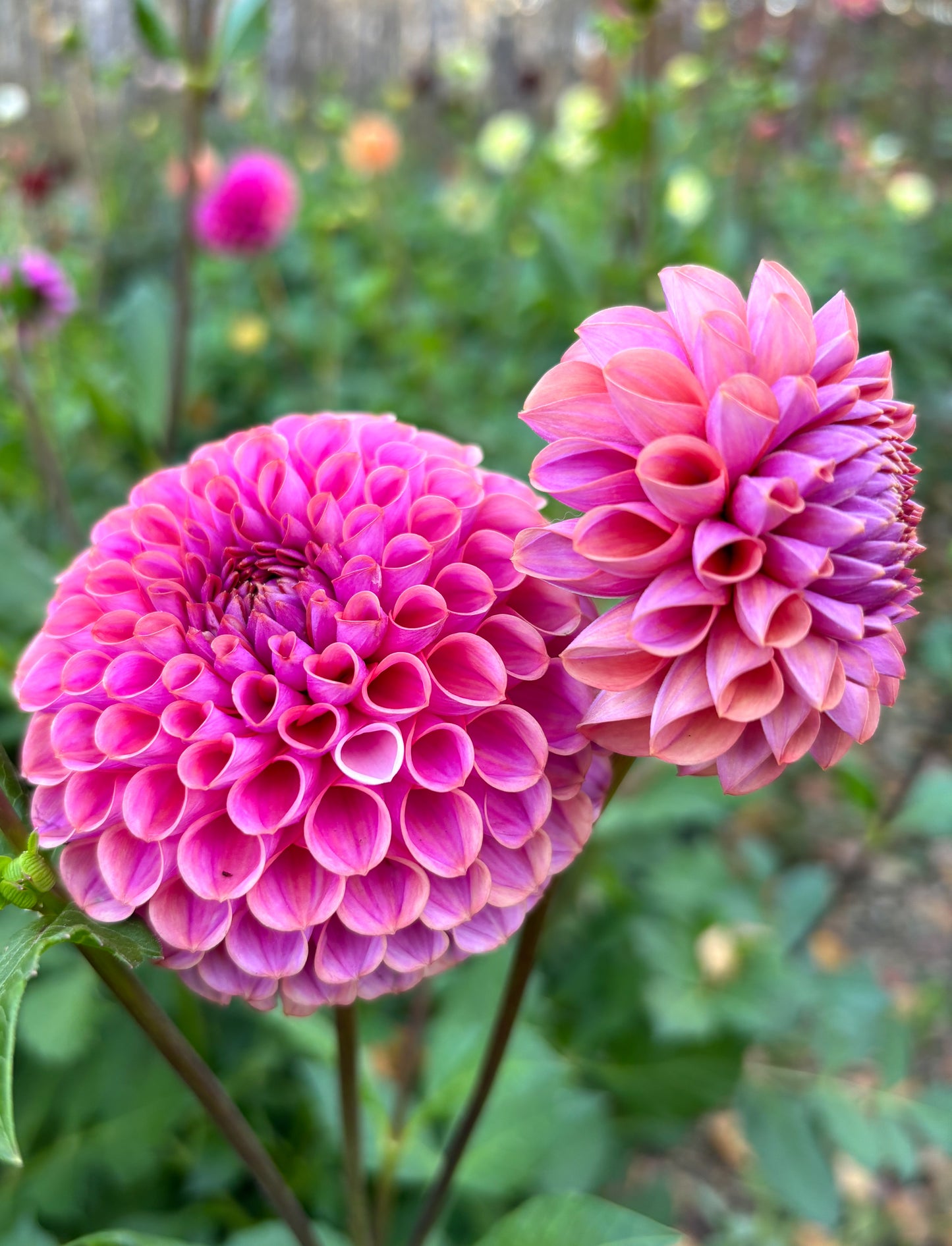 Dahlia 'Isabel'