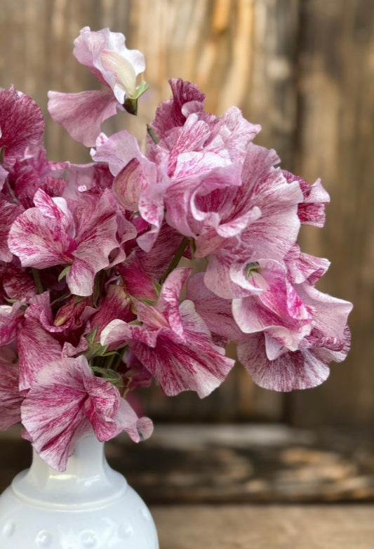 Sweet Pea 'Chocolate Flake'