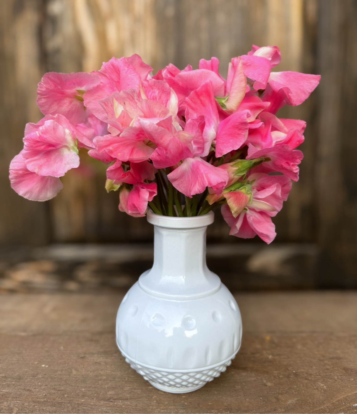 Sweet Pea 'Sylvia Moore'