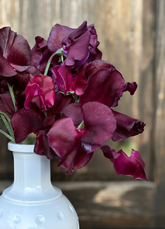 Sweet Pea 'Windsor'