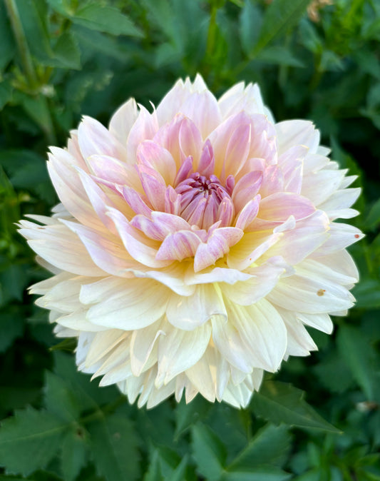 Dahlia 'Joel's Favourite'