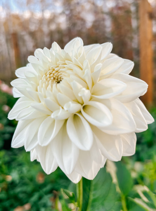 Dahlia 'Blizzard'