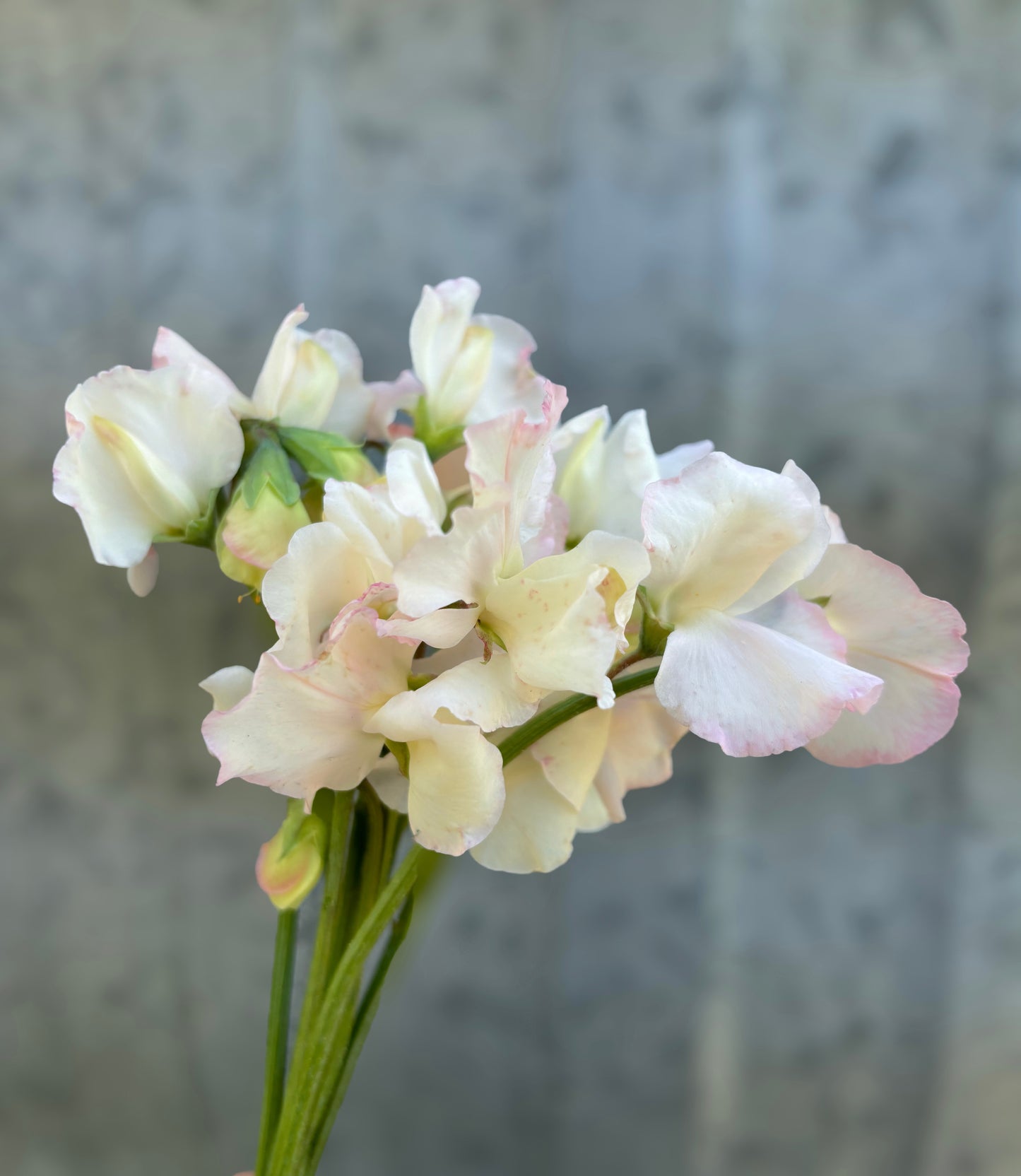 Sweet Pea 'Piggy Sue'