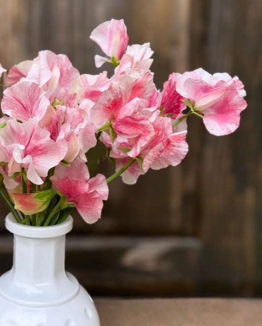 Sweet Pea 'Raspberry Flake'