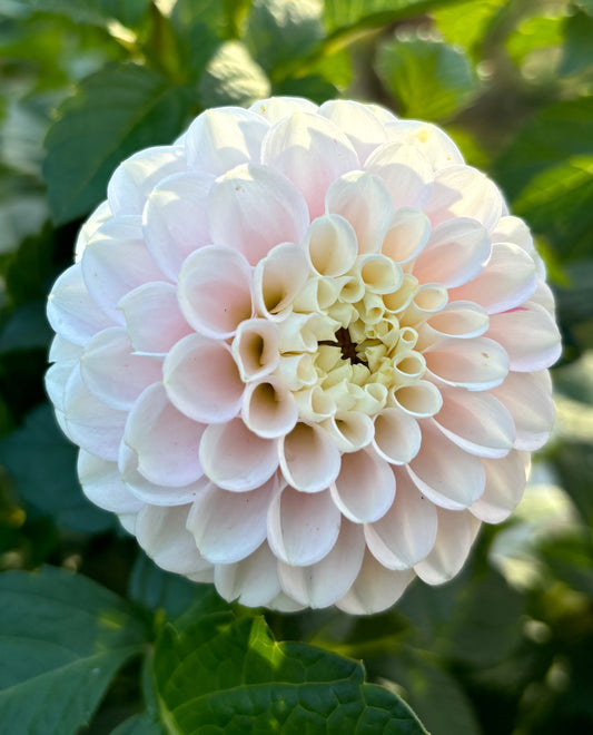 Dahlia 'White Wizzard' *See Note