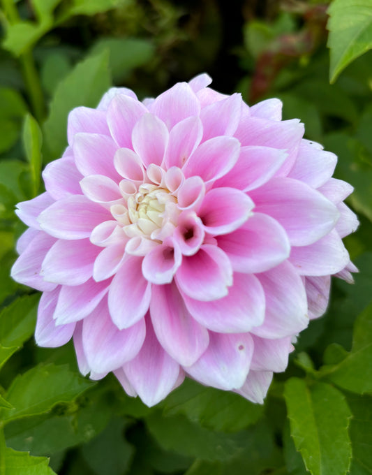 Dahlia 'Sweet Love'