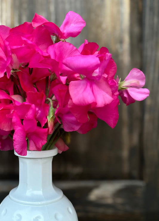 Sweet Pea 'Lipstick'