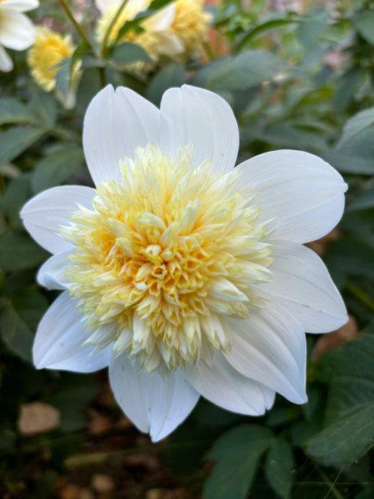 Dahlia 'Platinum Blonde'