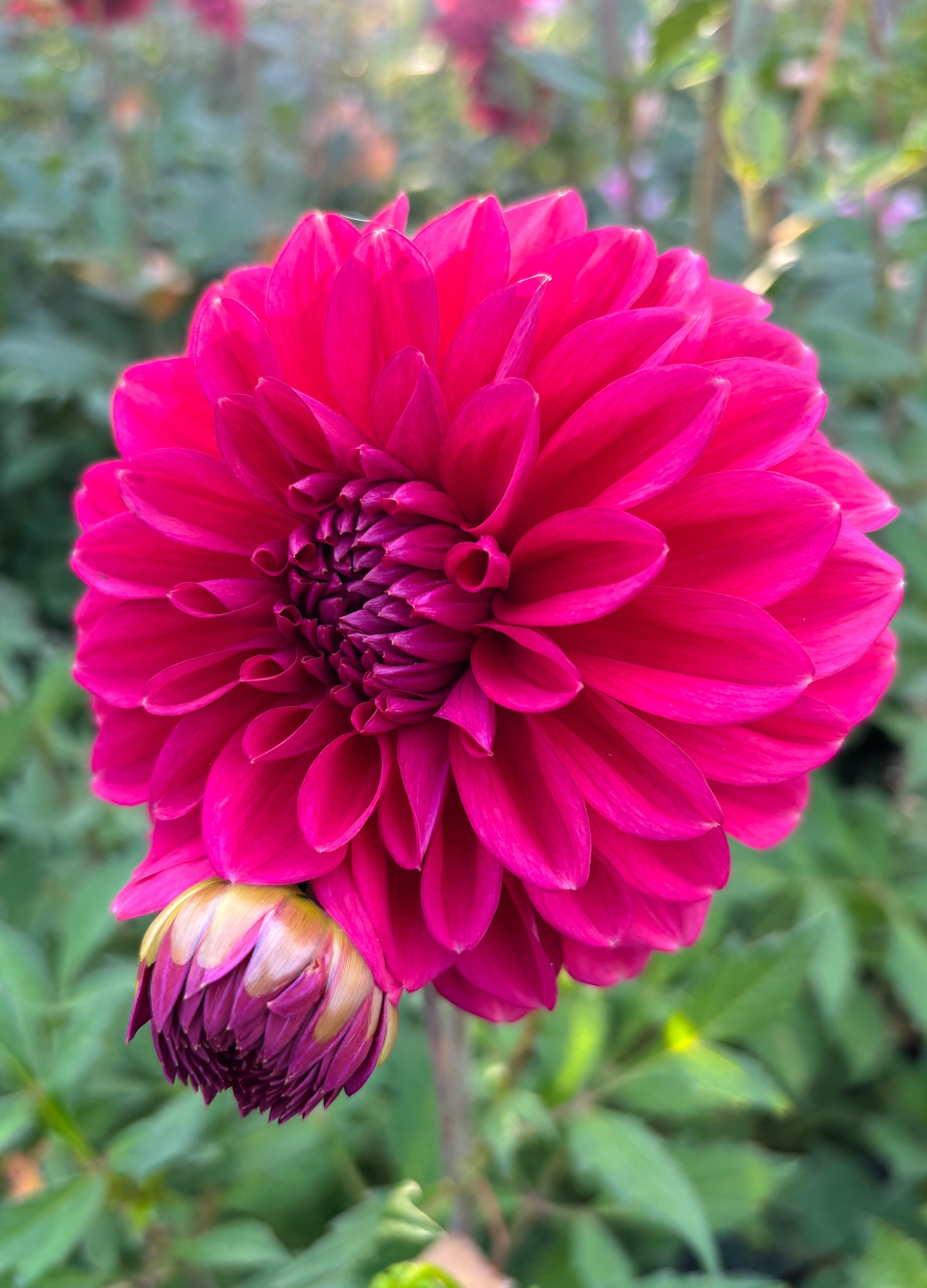 Dahlia 'Perch Hill'