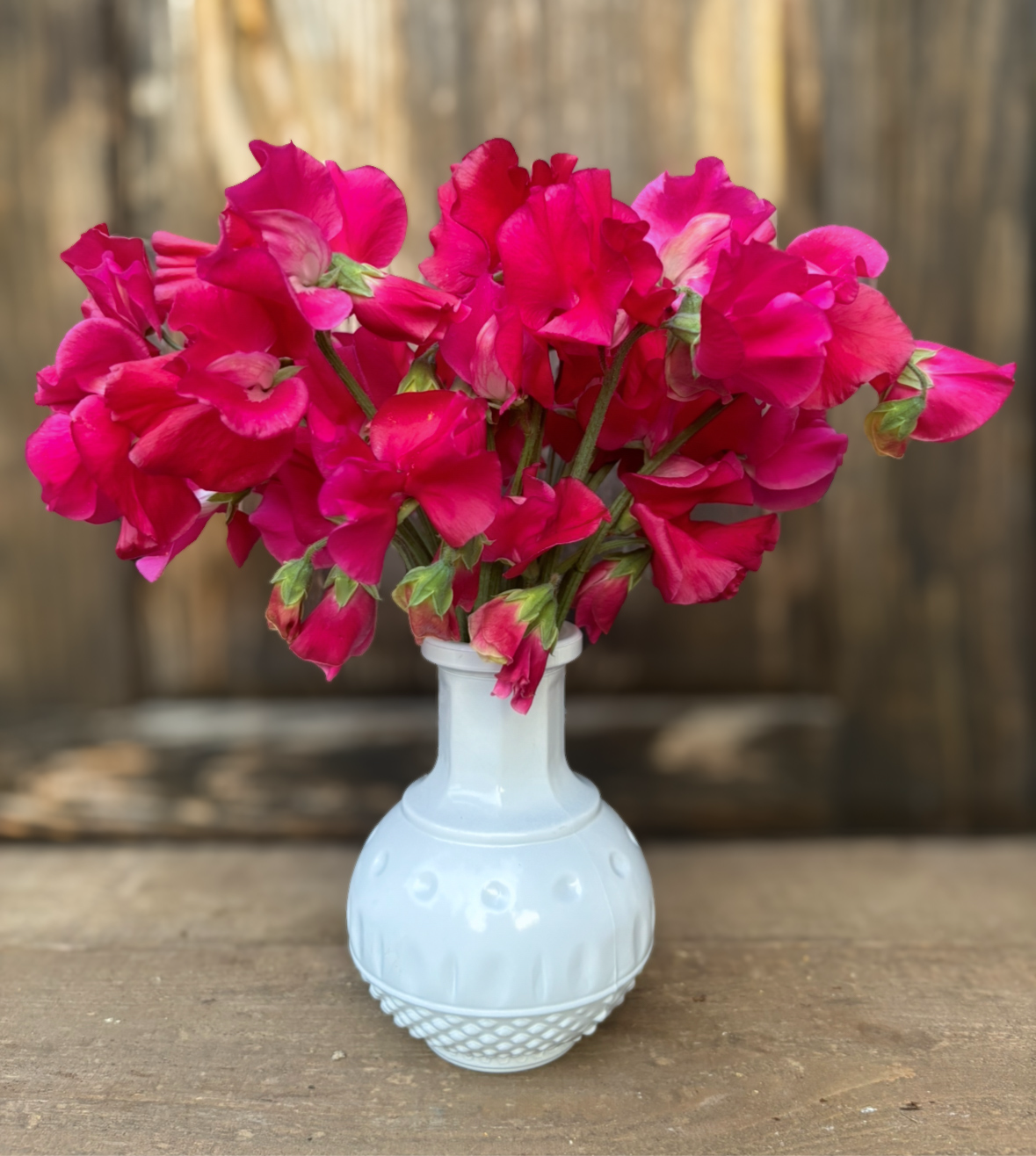 Sweet Pea 'Millennium'