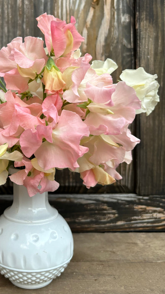 Sweet Pea 'Jill Walton'