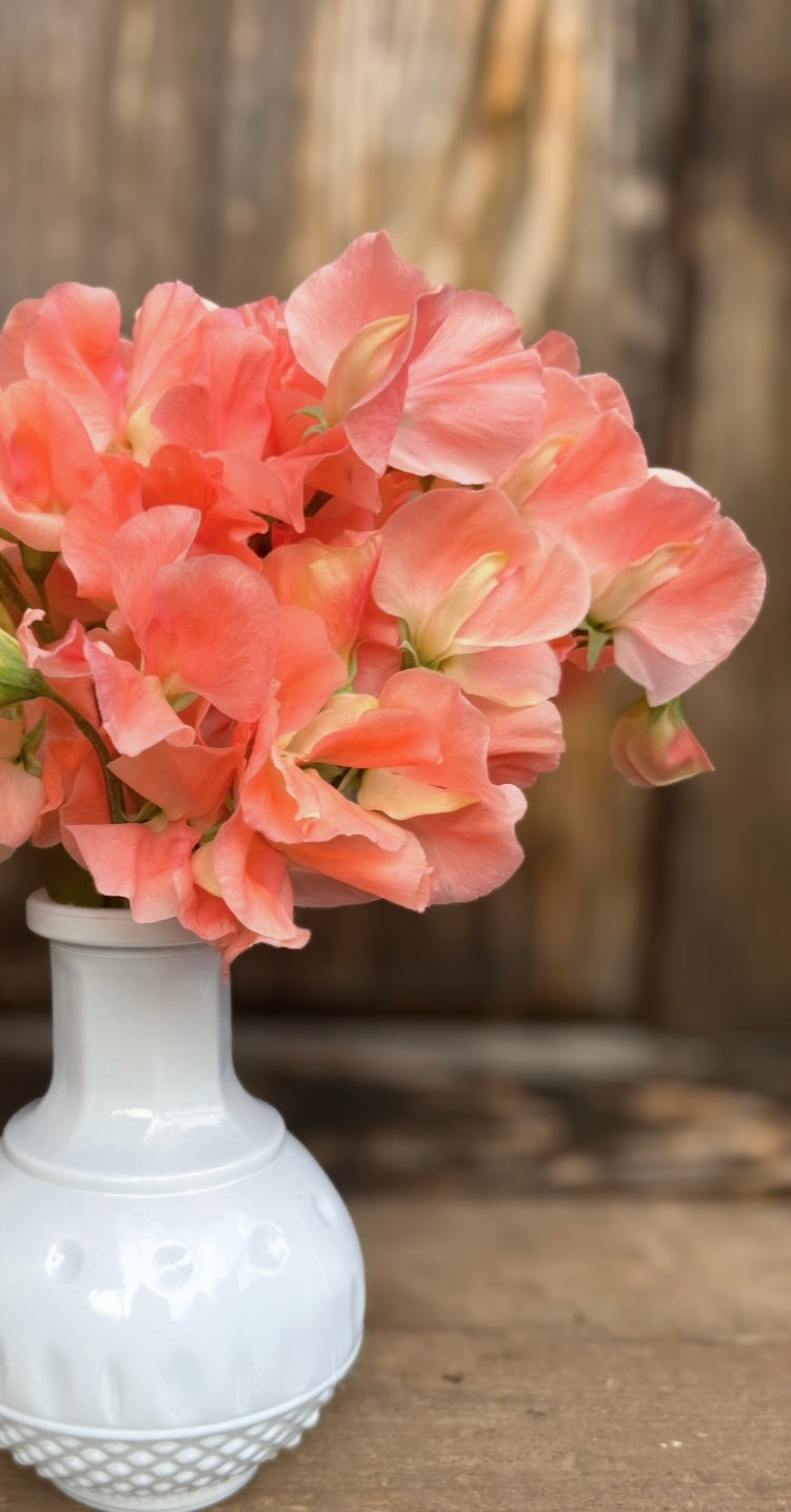 Sweet Pea 'Apricot Queen'