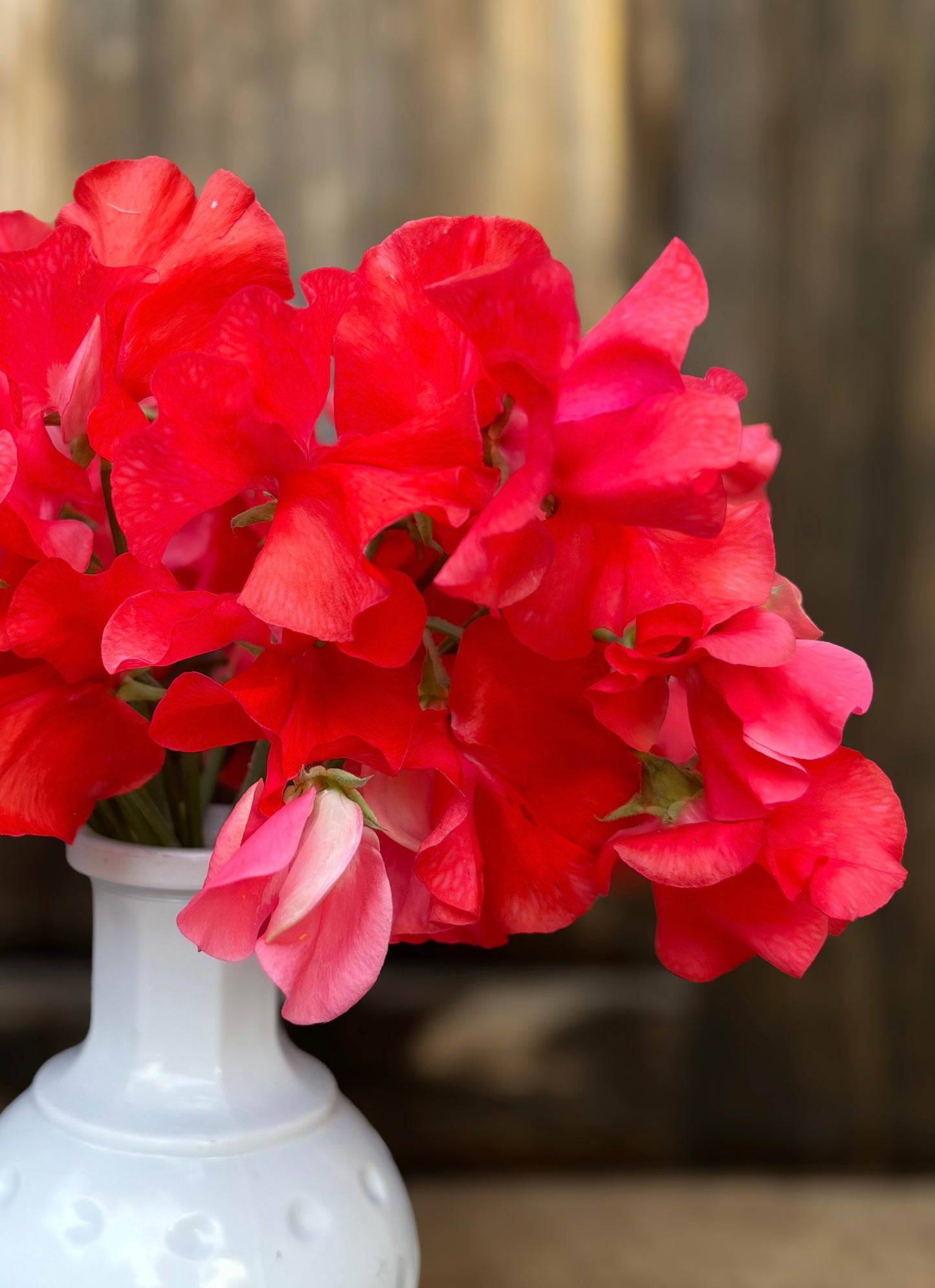 Sweet Pea 'Restormel'