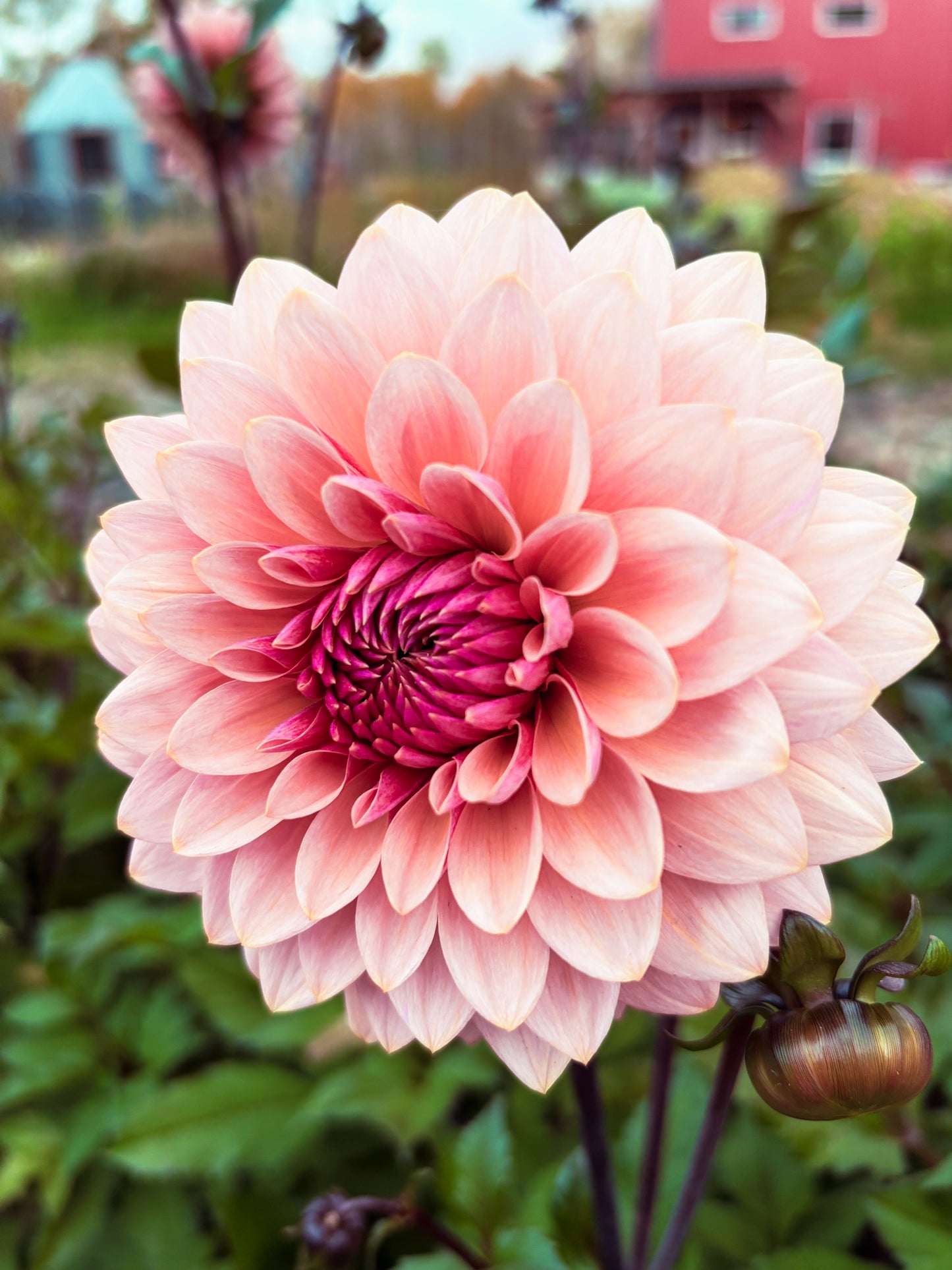 Dahlia 'Sweet Sanne'