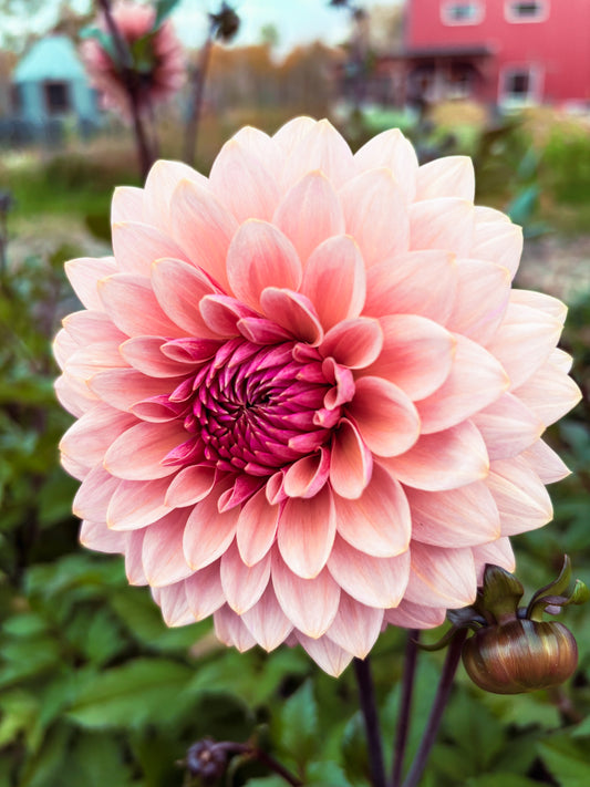 Dahlia 'Sweet Sanne'