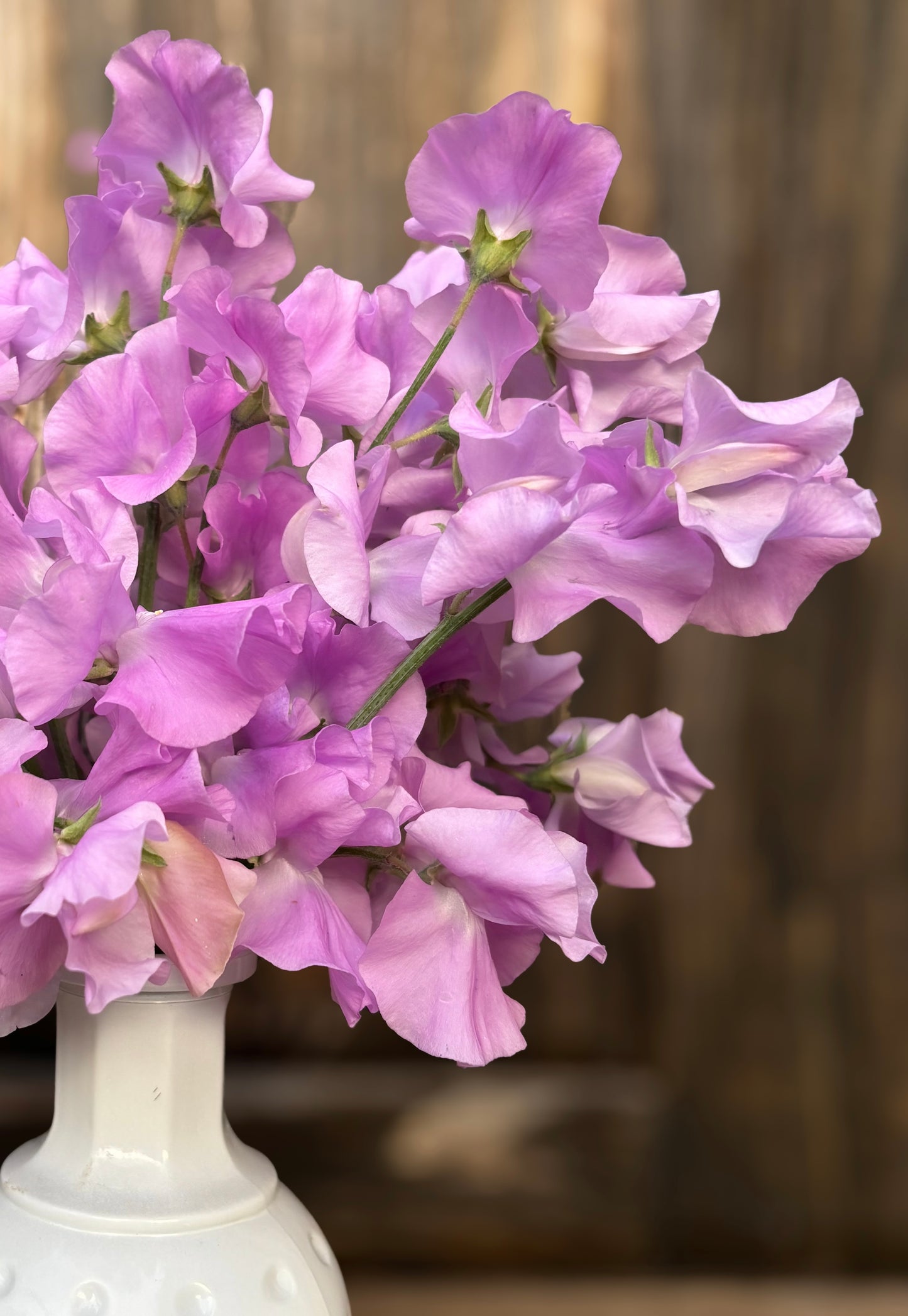 Sweet Pea 'Karen Louise'