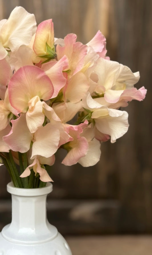 Sweet Pea 'Molie Rilestone'