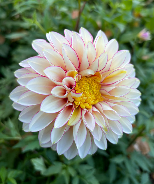 Dahlia 'Polka'