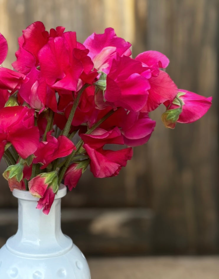 Sweet Pea 'Millennium'