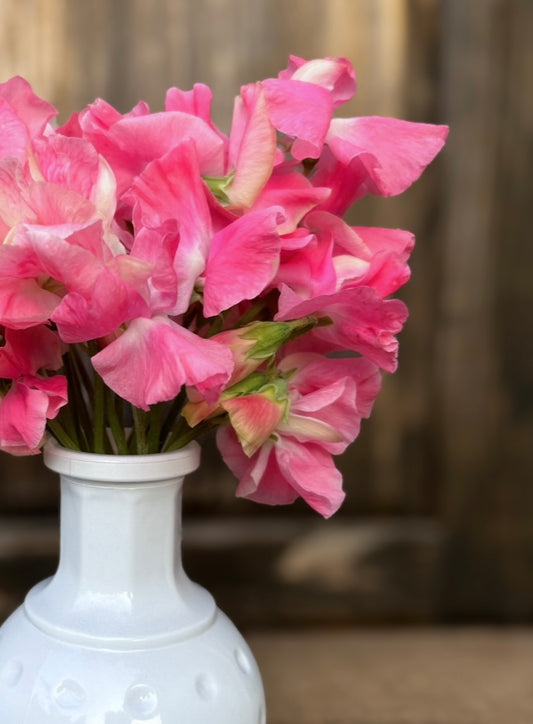 Sweet Pea 'Sylvia Moore'