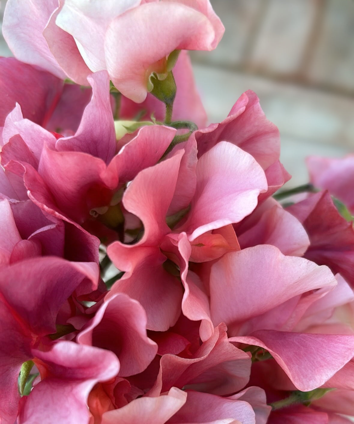 Sweet Pea 'Kings Ransom'