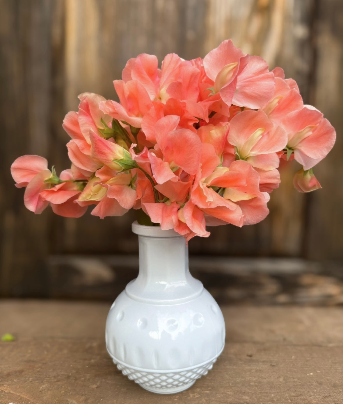 Sweet Pea 'Apricot Queen'