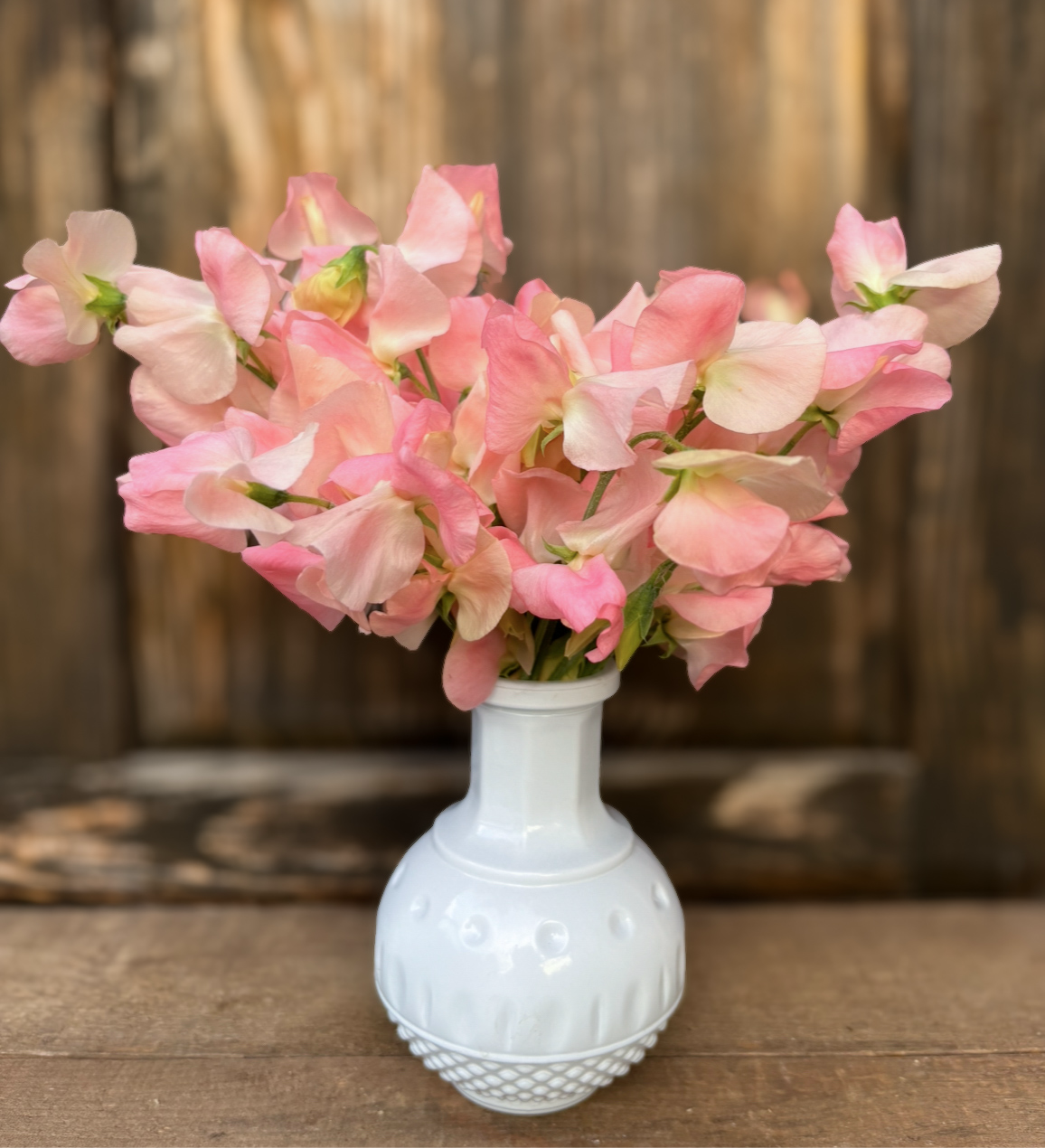 Sweet Pea 'Spring Sunshine Champagne'