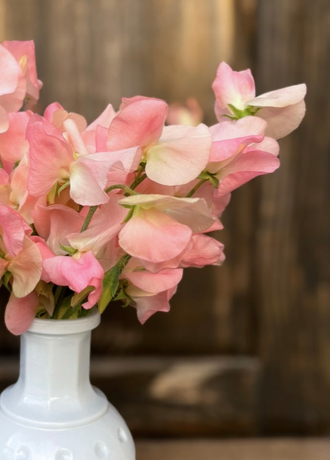 Sweet Pea 'Spring Sunshine Champagne'