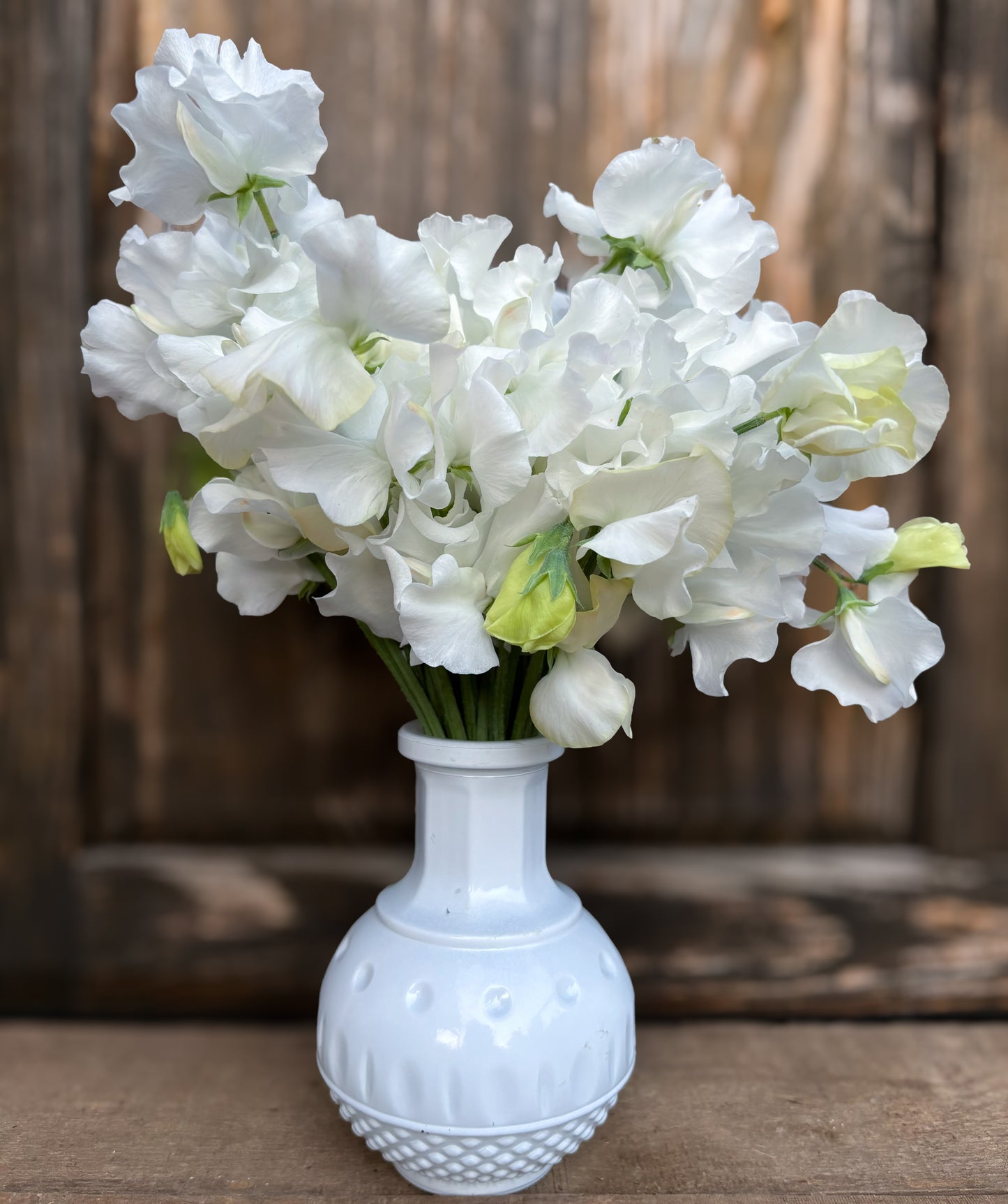 Sweet Pea 'White Frills'