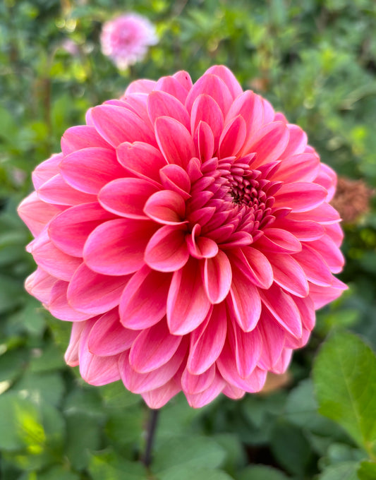 Dahlia 'Salmon Runner'