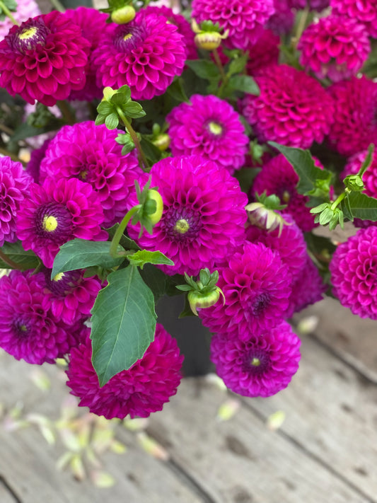 Dahlia 'Purple Fox'