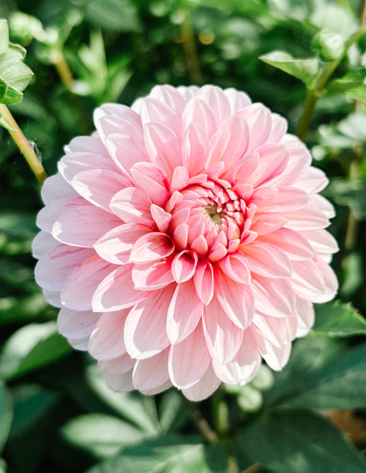 Dahlia 'Strawberry Cream'