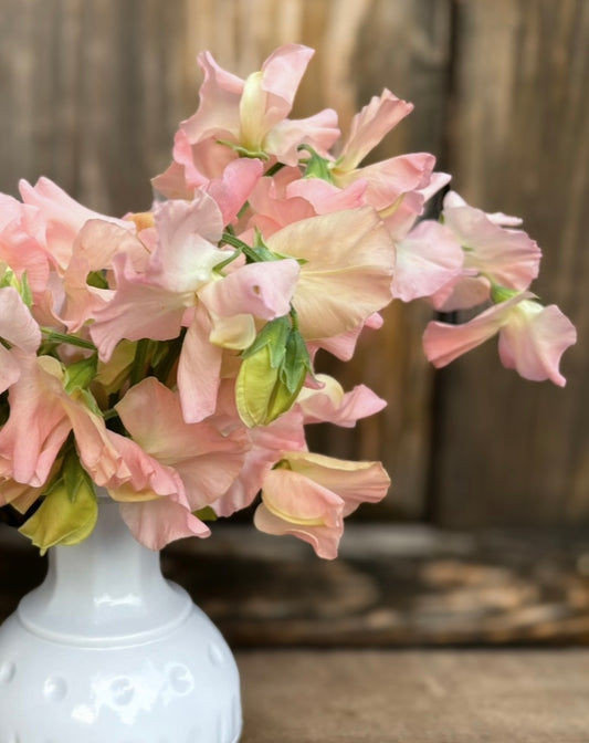 Sweet Pea 'Castlewellan'