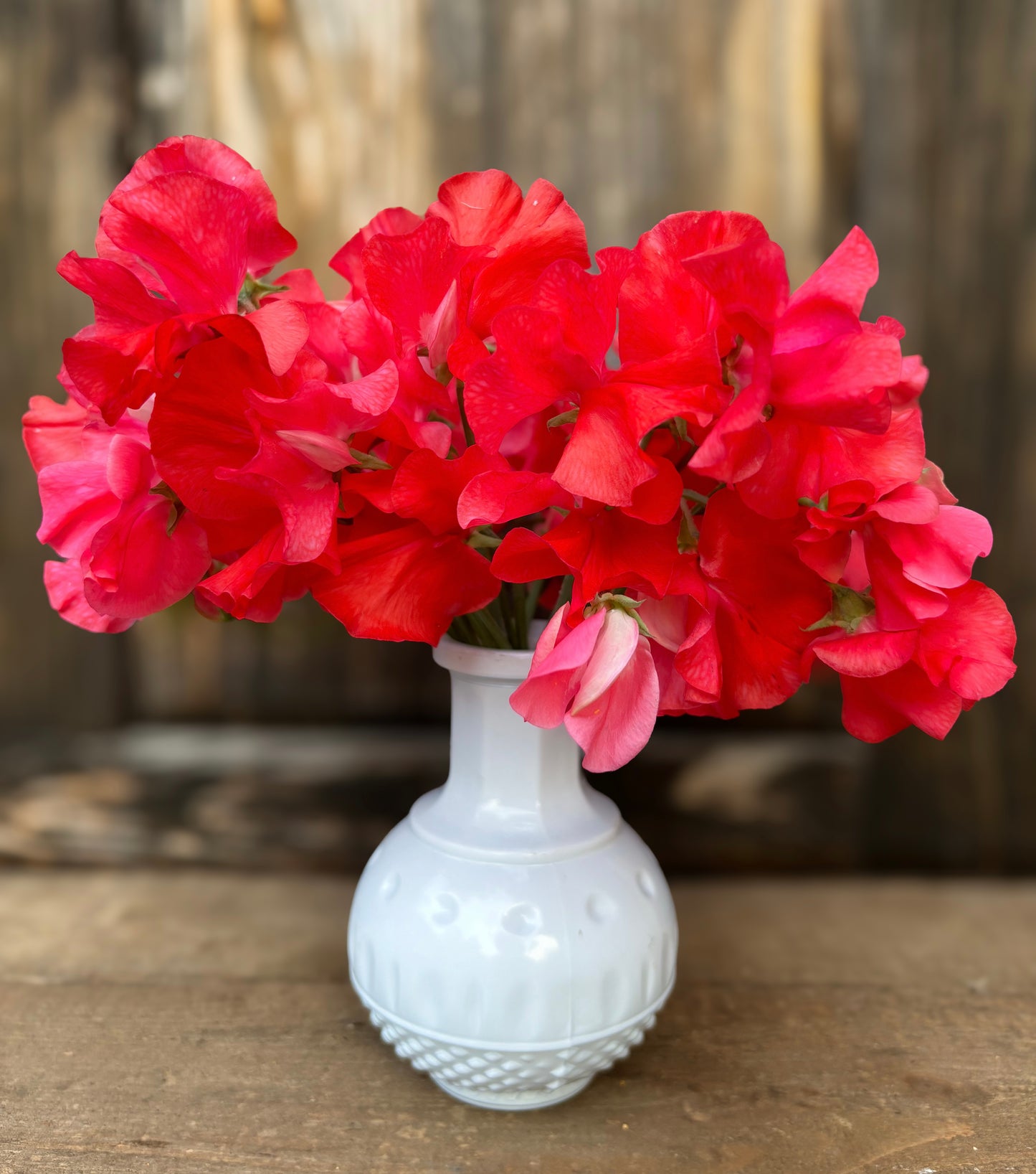 Sweet Pea 'Restormel'