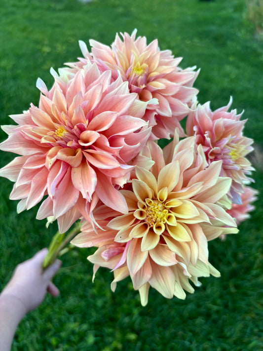 Dahlia 'Tyrell'
