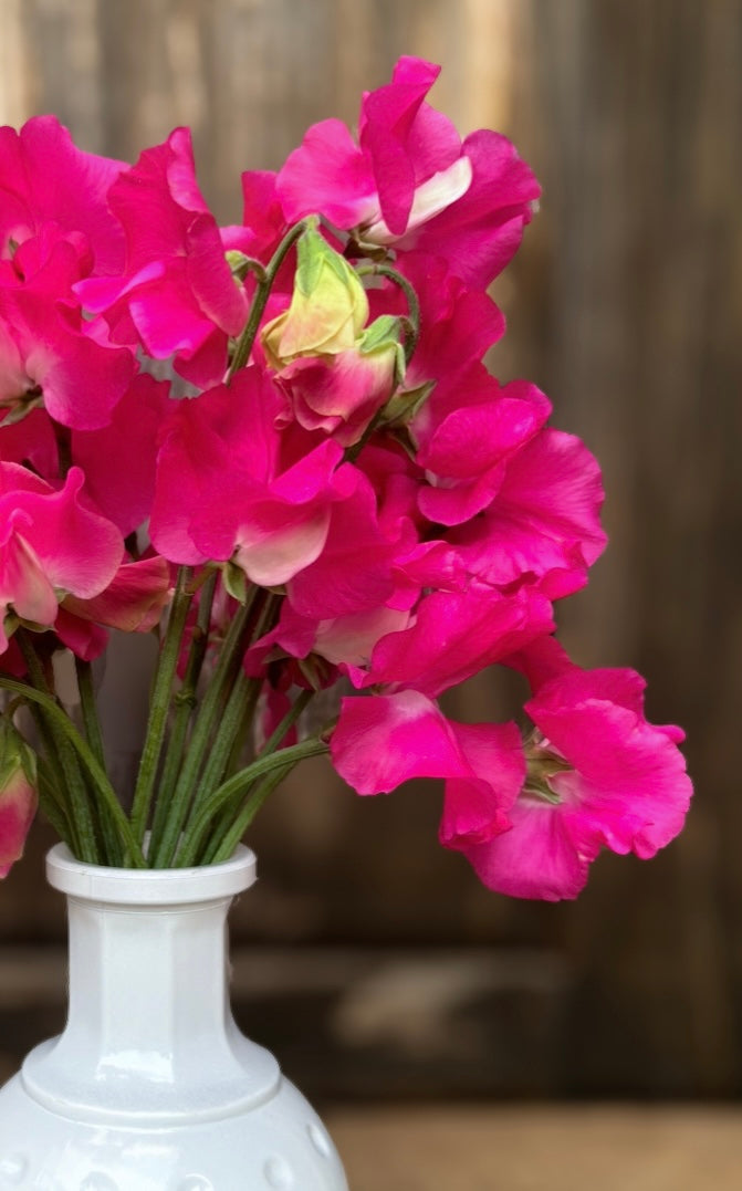 Sweet Pea 'Carlotta'