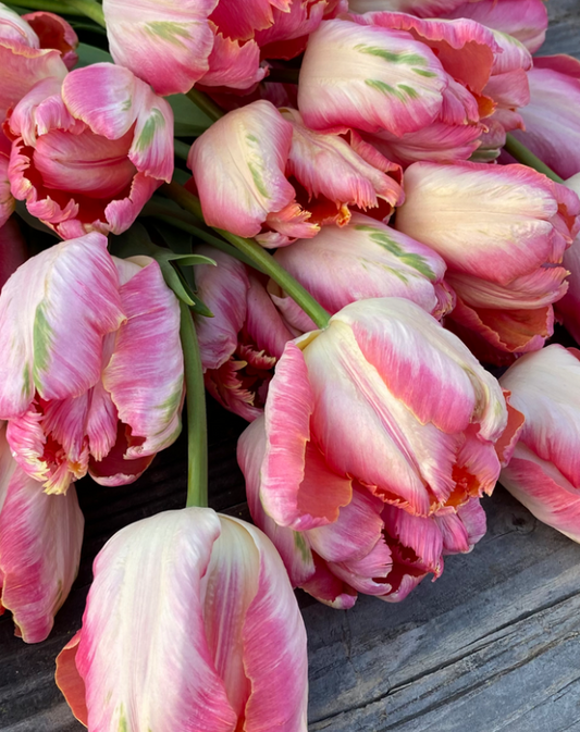 Tulip 'Apricot Parrot'