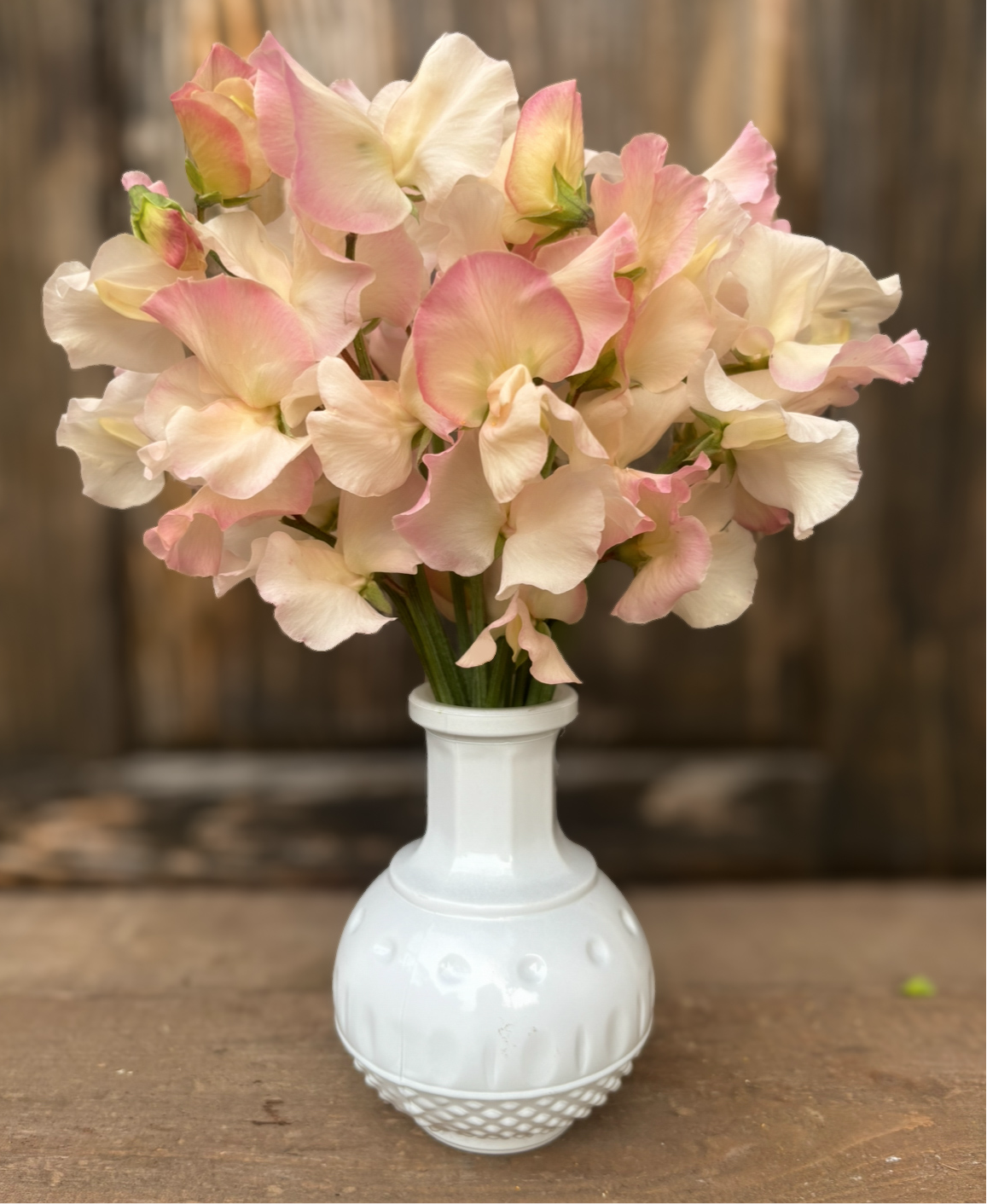 Sweet Pea 'Molie Rilestone'